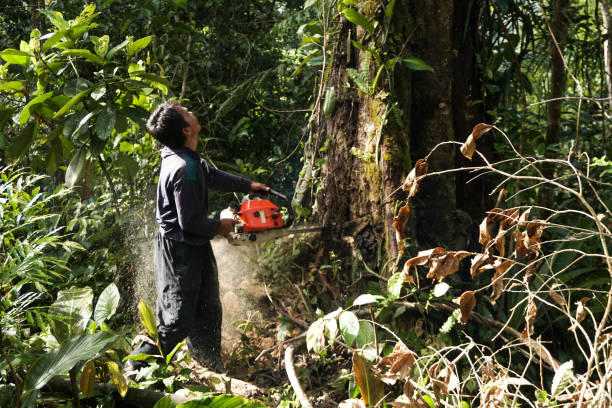 The Steps Involved in Our Tree Care Process in Gleed, WA